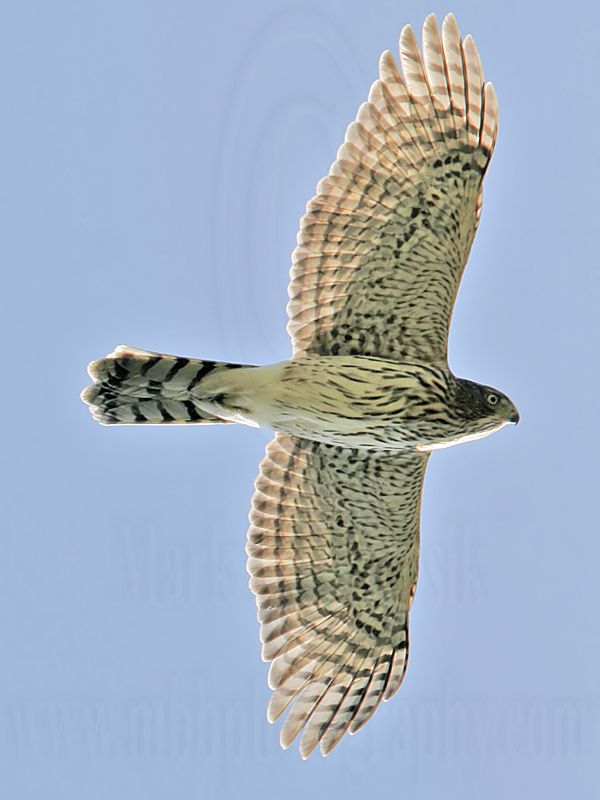 _MG_8936 Coopers Hawk.jpg
