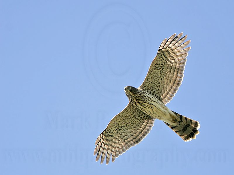 _MG_8950 Coopers Hawk.jpg