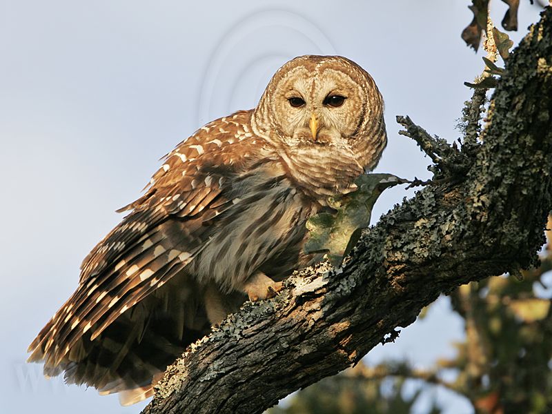 _MG_9680 Barred Owl.jpg