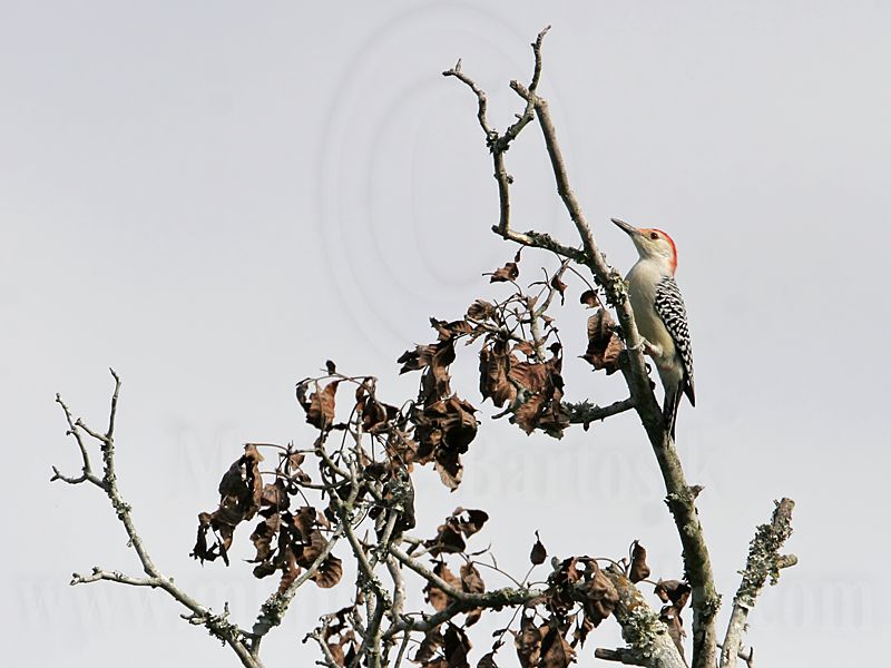 _MG_8855 Red-bellied Woodpecker.jpg