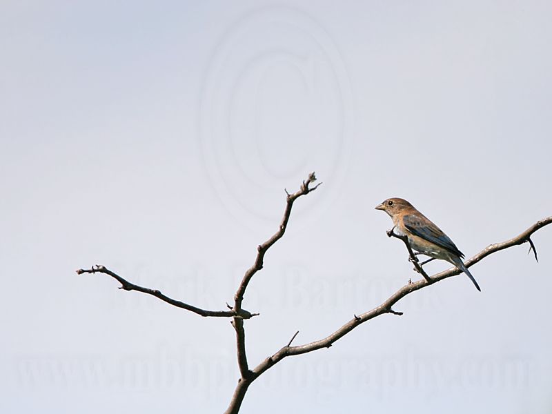 _MG_8892 Indigo Bunting.jpg
