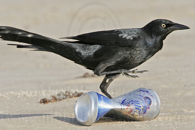 _MG_6677 Great-tailed Grackle.jpg