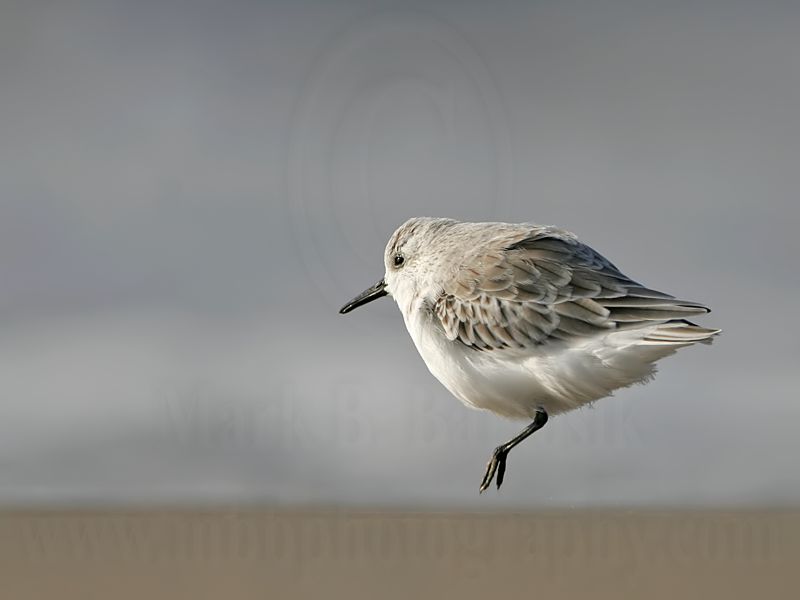 _MG_6343 Sanderling.jpg