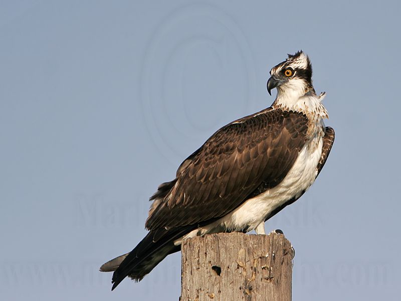 _MG_6049 Osprey.jpg
