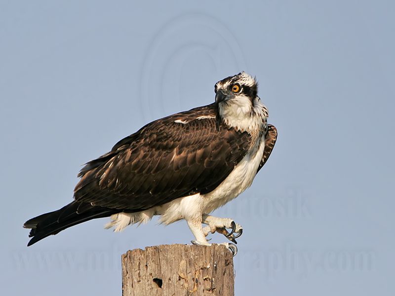 _MG_6061 Osprey.jpg