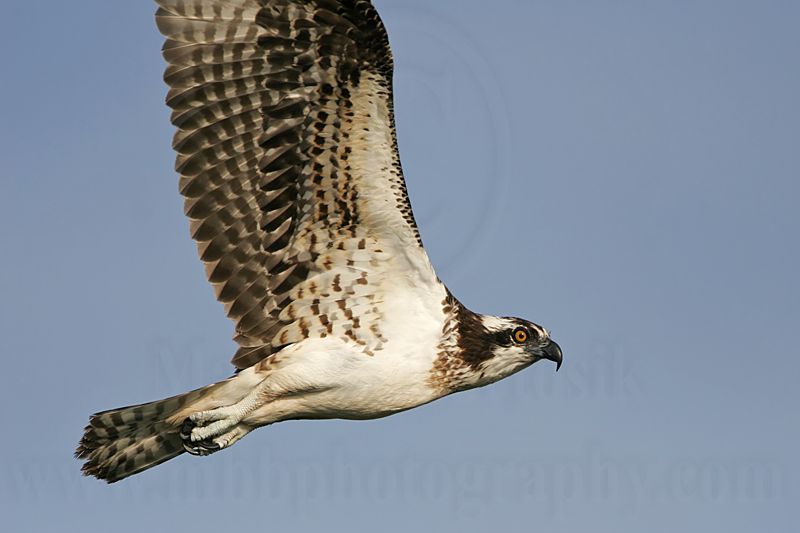 _MG_6072 Osprey.jpg