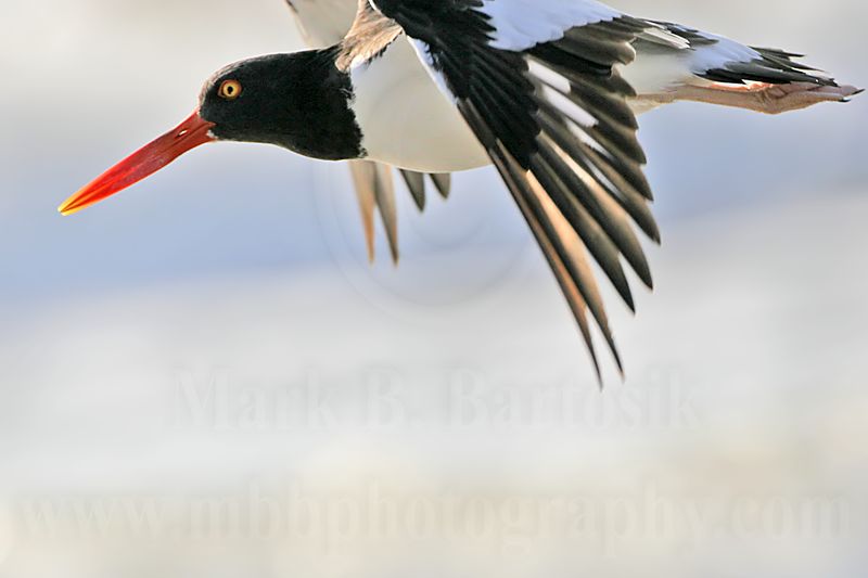 _MG_6475 American Oystercatcher.jpg