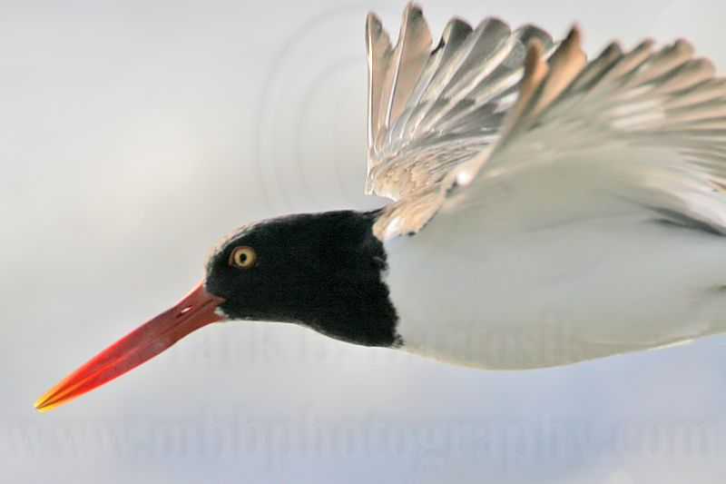 _MG_6476 American Oystercatcher.jpg
