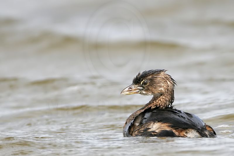 _MG_7510 Pied-billed Grebe.jpg