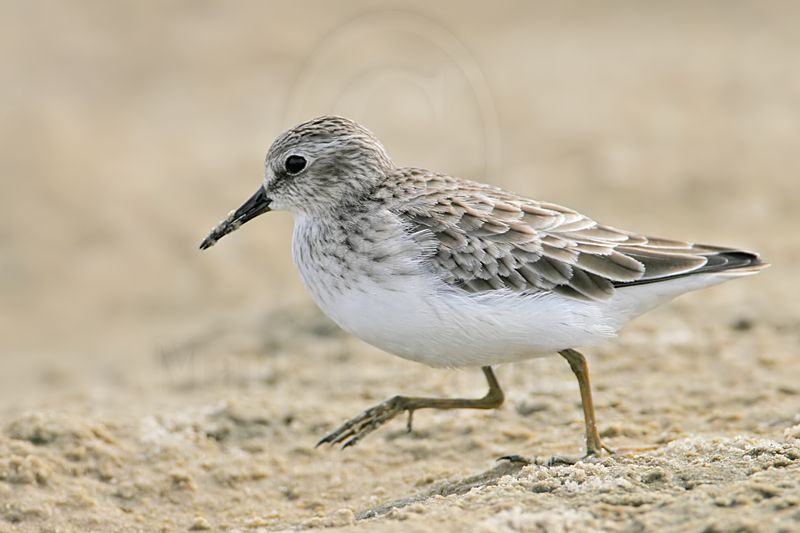 _MG_7555 Least Sandpiper.jpg