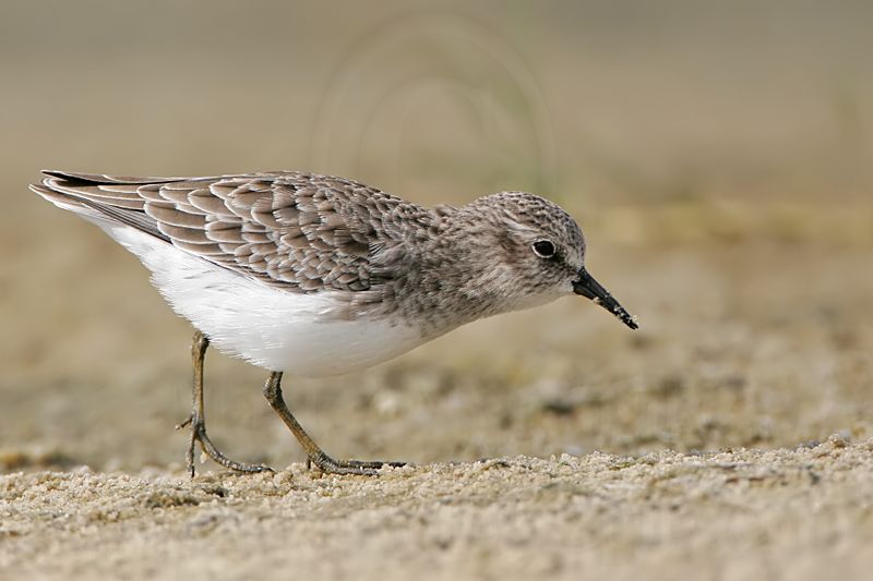 _MG_7985 Least Sandpiper.jpg