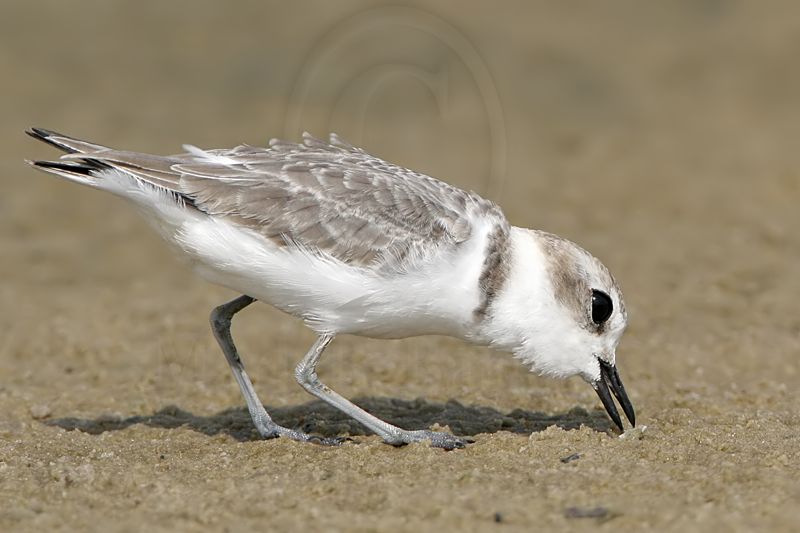 _MG_7718 Snowy Plover.jpg