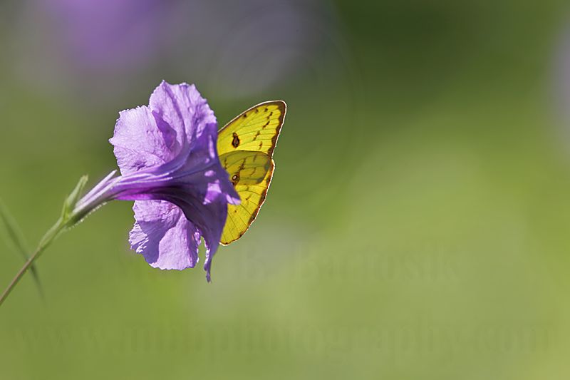 _MG_7280 800.jpg