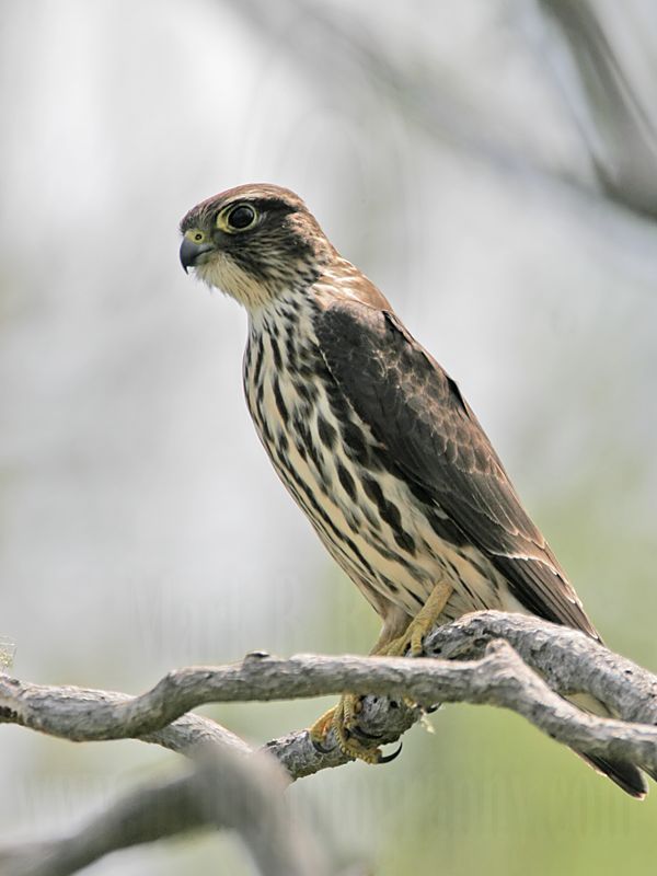 _MG_7493 Merlin.jpg