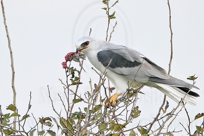 _MG_8481 White-tailed Kite.jpg