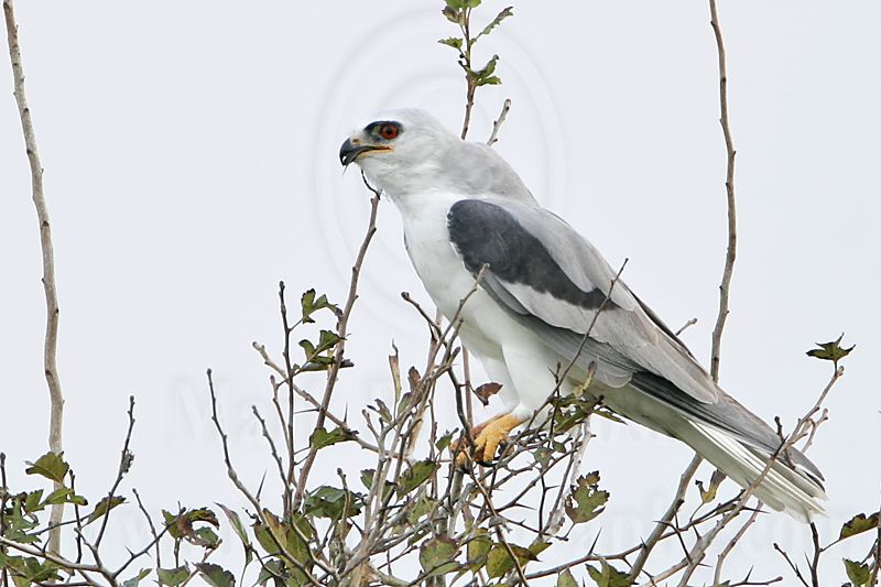 _MG_8497 White-tailed Kite.jpg