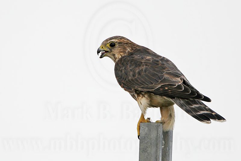 _MG_8057 Merlin.jpg