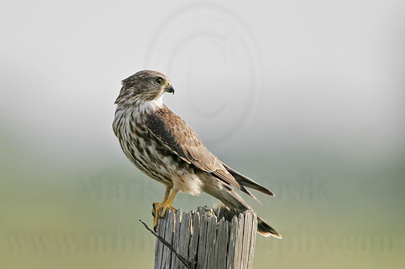 _MG_8244 Merlin.jpg