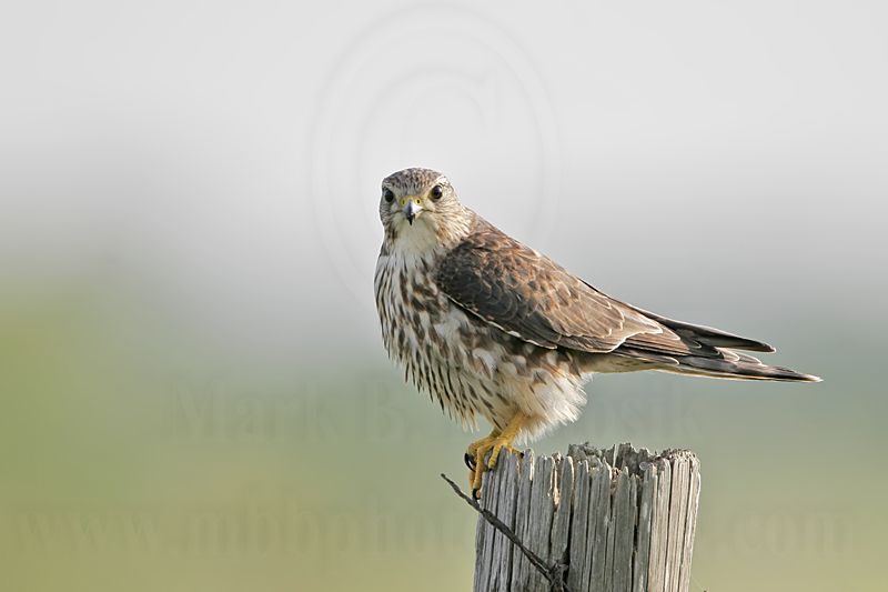 _MG_8262 Merlin.jpg
