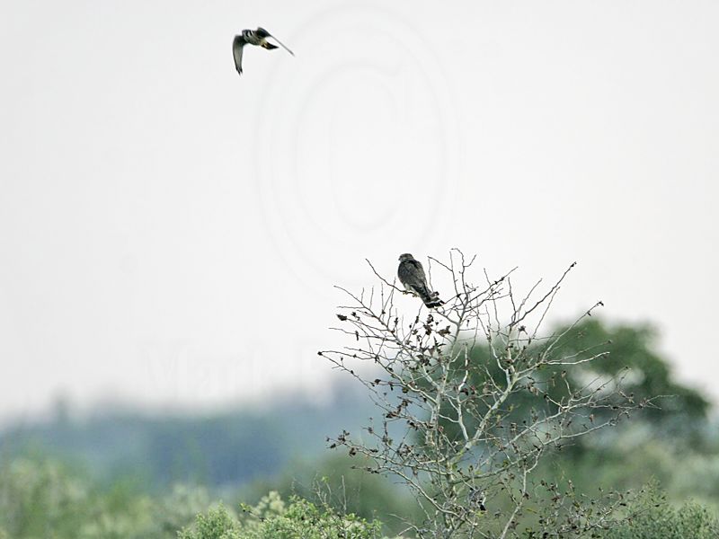 _MG_8601 Merlin&American Kestrel.jpg