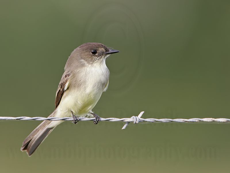 _MG_8170 Eastern Phoebe.jpg