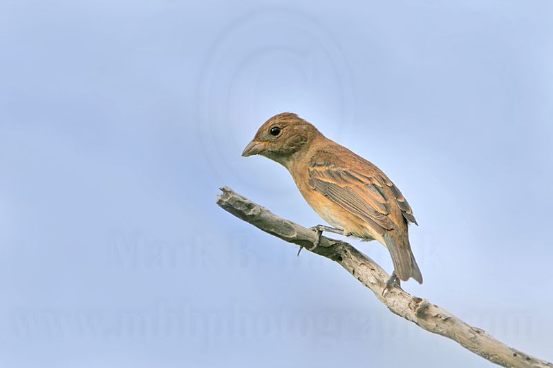 _MG_7992 Indigo Bunting.jpg