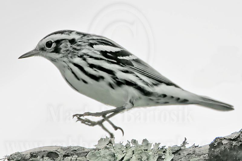 _MG_1025 Black-and-white Warbler.jpg