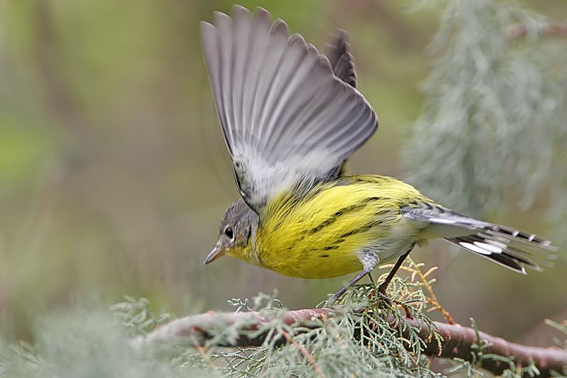 _MG_0555 Magnolia Warbler.jpg