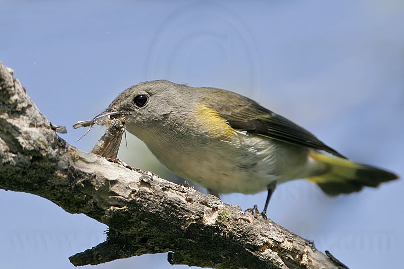 _MG_1398 American Redstart.jpg