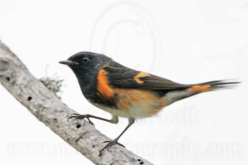 _MG_2576 American Redstart.jpg