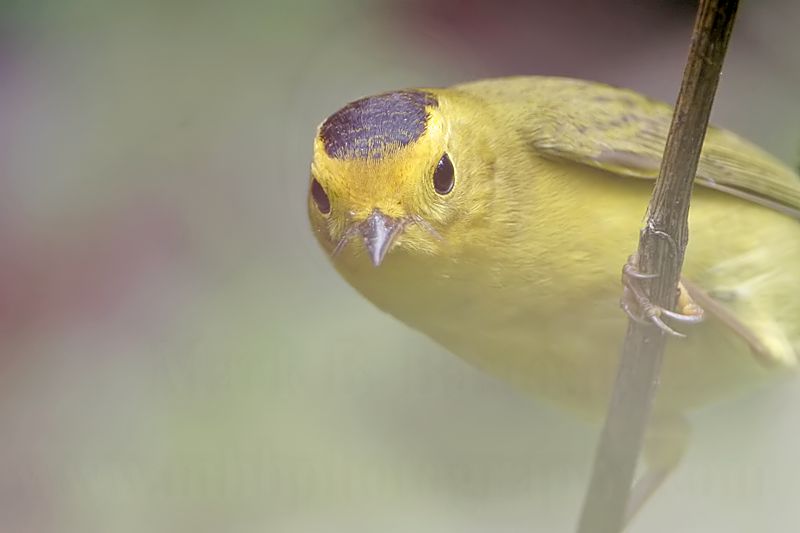 _MG_1180 Wilsons Warbler.jpg