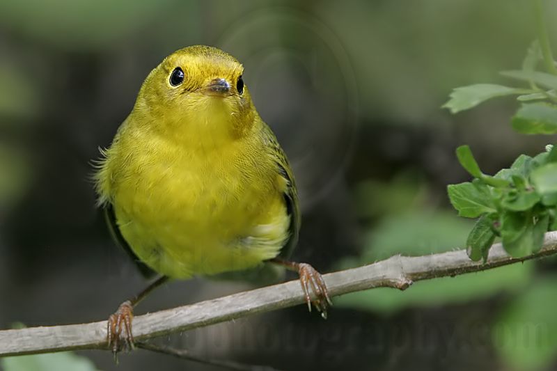 _MG_2009 Wilsons Warbler.jpg
