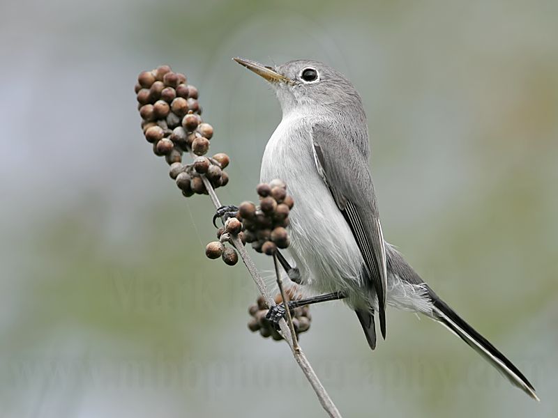 _MG_0589 Blue-gray Gnatcatcher.jpg