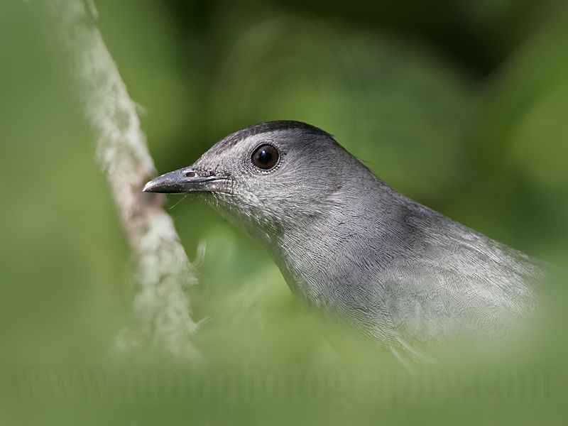 _MG_1328 Gray Catbird.jpg