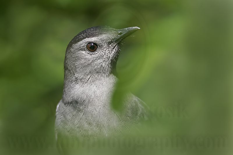 _MG_1335 Gray Catbird.jpg