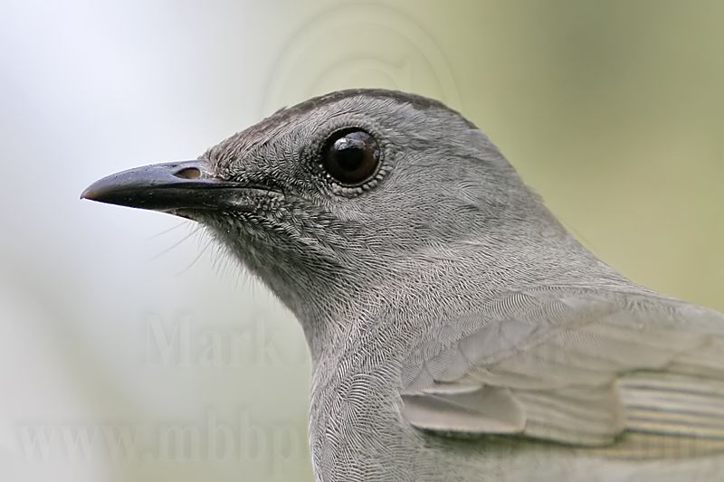 _MG_2099 Gray Catbird.jpg