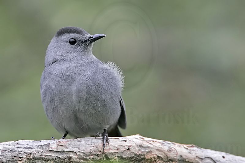 _MG_2605 Gray Catbird.jpg