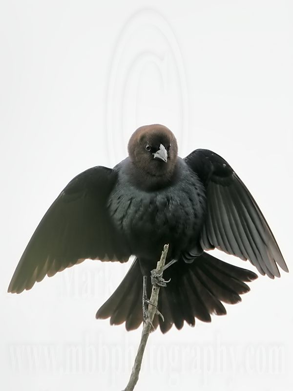 _MG_0314 Brown-headed Cowbird.jpg