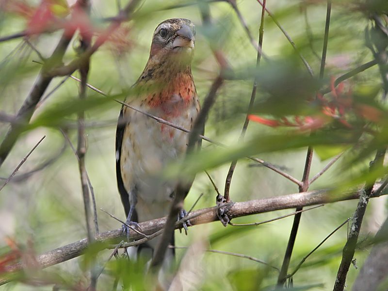 _MG_0704 Rose-breasted Grosbeak.jpg