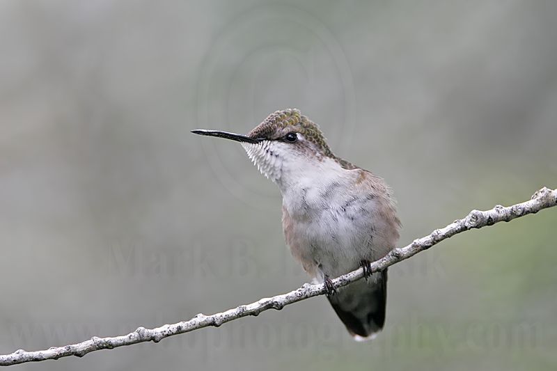 _MG_0471 Ruby-throated Hummingbird.jpg