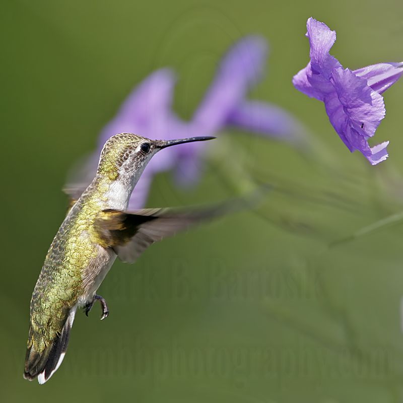 _MG_1367 Ruby-throated Hummingbird.jpg