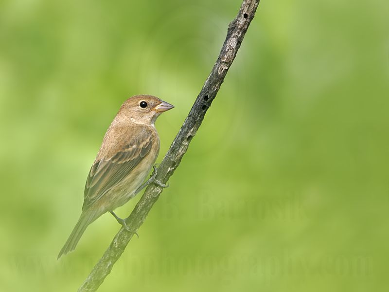 _MG_0642 Indigo Bunting.jpg