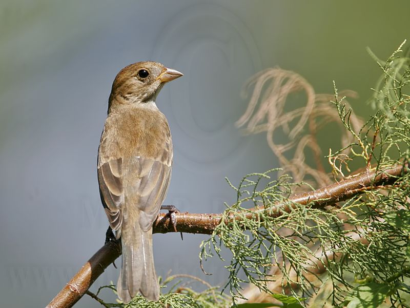 _MG_1376 Indigo Bunting.jpg