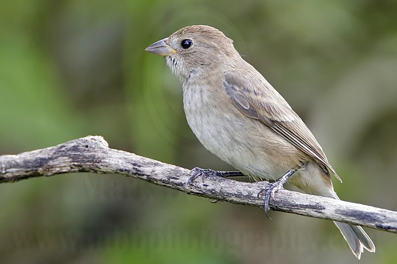 _MG_1854 Indigo Bunting.jpg