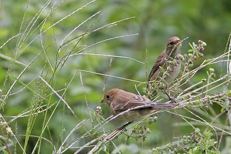 _MG_2317 Indigo Bunting.jpg