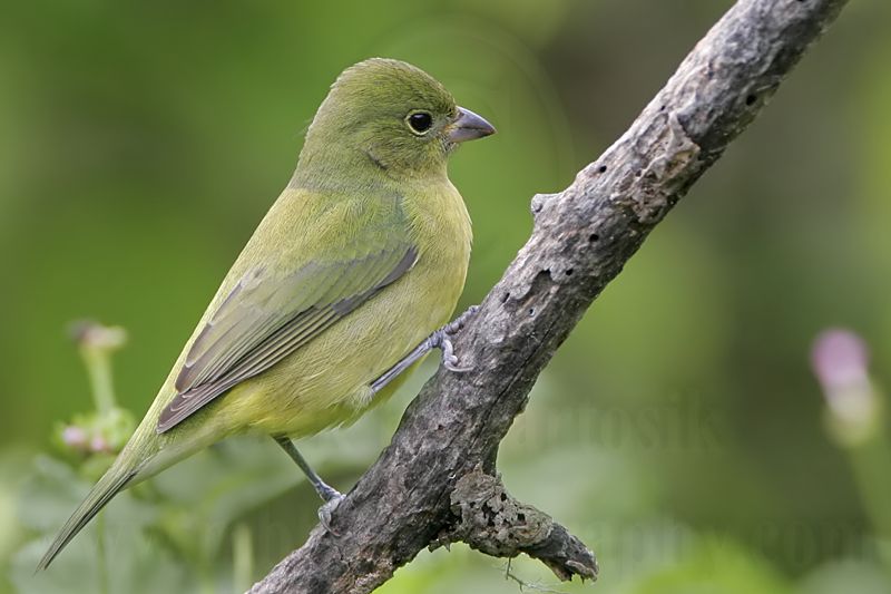 _MG_1926 Painted Bunting.jpg