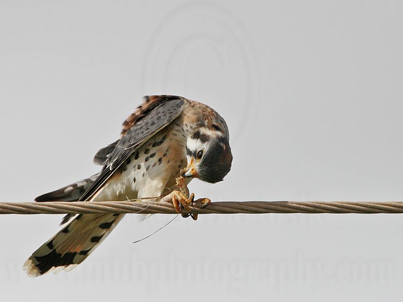 _MG_1640 American Kestrel.jpg