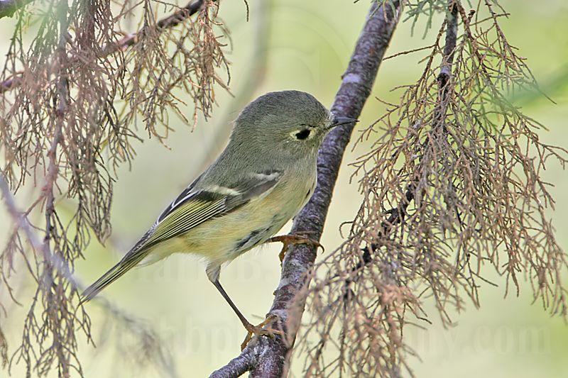 _MG_0775 Ruby-crowned Kinglet.jpg