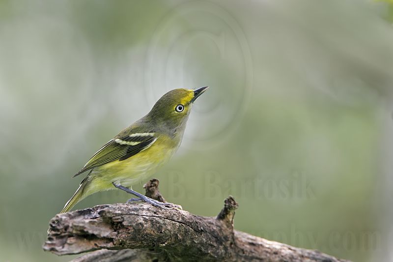 _MG_0628 White-eyed Vireo.jpg