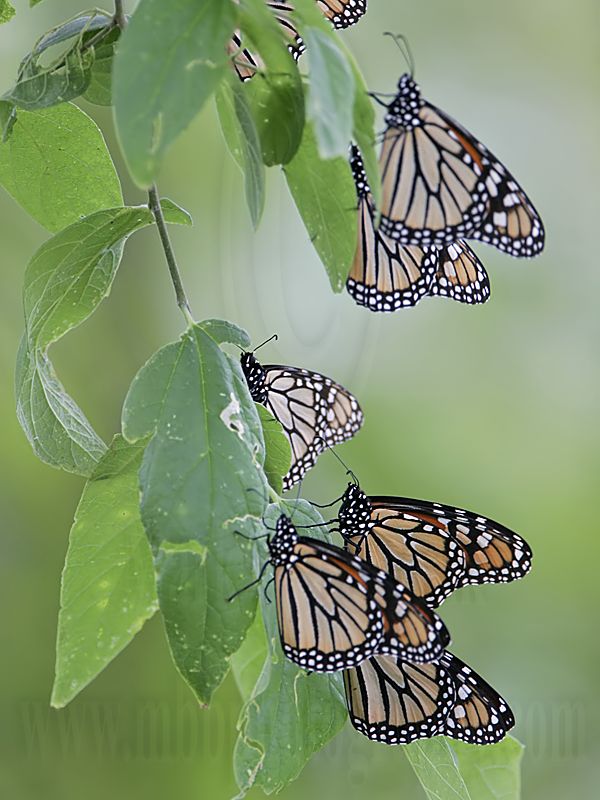 _MG_0384 Monarch.jpg